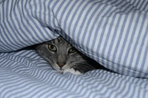 Cat hiding under blankets